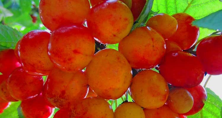جایگاه سنندج در تولید میوه در ایران